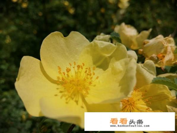 夏天到了，选一个北方城市区旅游，你会选哪个