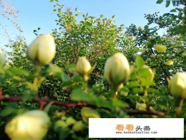 夏天到了，选一个北方城市区旅游，你会选哪个