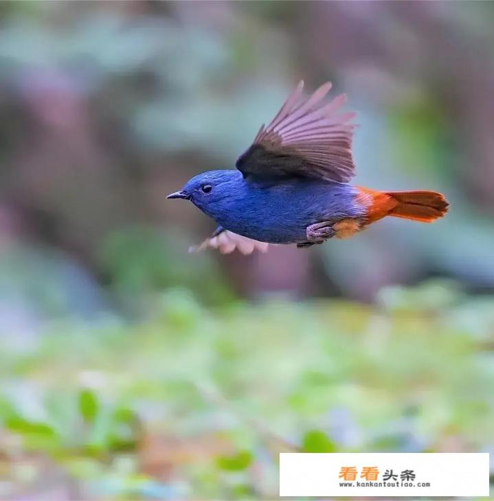 想拍鸟，是购买适马150-600还是佳能100-400，能给下建议吗