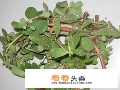 野菜有哪些