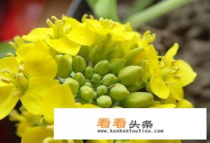 油菜花的样子是什么