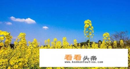 油菜花的样子是什么