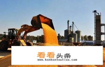 如果吉林准备收购玉米，那么玉米价格会涨到1元一斤吗