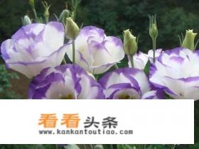 洋桔梗的花语是什么