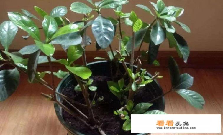 栀子在冬天应该怎样护理