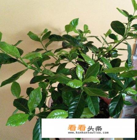 栀子在冬天应该怎样护理