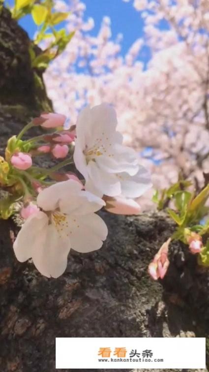 节后旅行社泰国七日行需要多少人民币