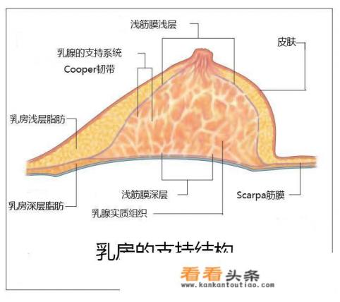 产后丰胸应该吃哪些食物