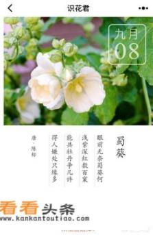 有什么实用的辨别植物的软件