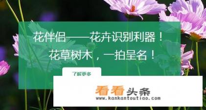有什么实用的辨别植物的软件
