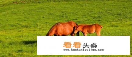 关山牧场旅游攻略
