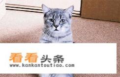 软炸肉糊的配方