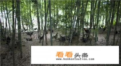 头条上的朋友们好！我纯粮散养了半个多月的黑乌骨鸡怎么能卖个好价钱？目前零售太慢