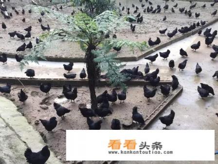 头条上的朋友们好！我纯粮散养了半个多月的黑乌骨鸡怎么能卖个好价钱？目前零售太慢