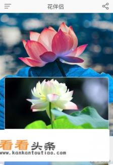 拍照识花的App哪个更好用