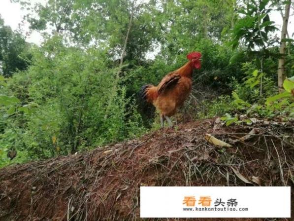 鸡肉有什么营养，经常吃对身体有什么好处