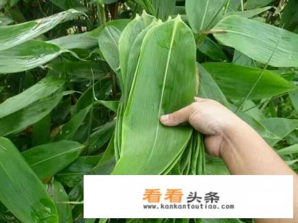 10000斤粽叶1小时售空，粽叶可以人工种植吗
