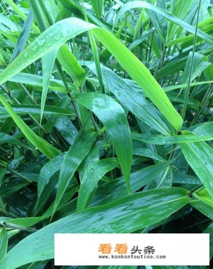 10000斤粽叶1小时售空，粽叶可以人工种植吗