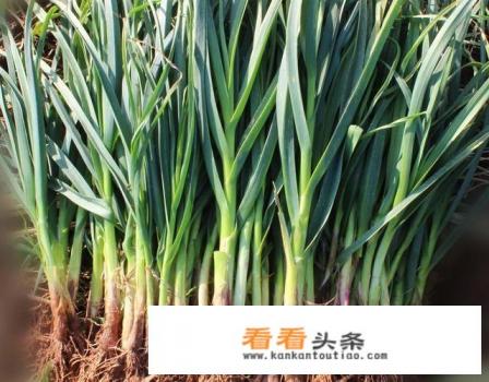 蒜和橘子的人生哲理