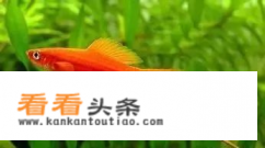 红箭鱼饲养技术 *** 