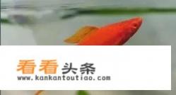 红箭鱼饲养技术 *** 