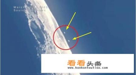 法国巨型鹌鹑能长多大