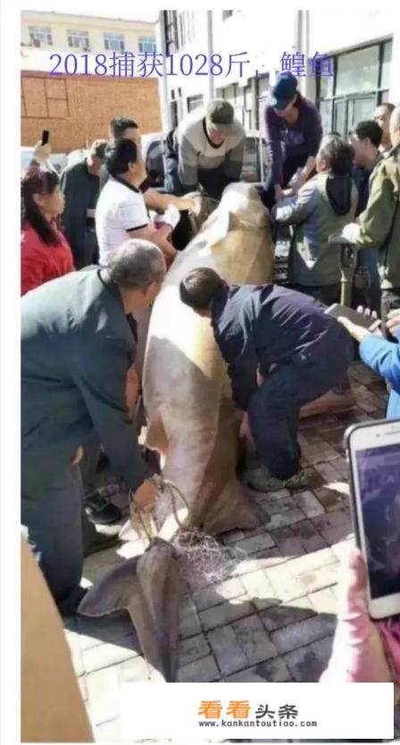 黑龙江渔民捕获200多斤鲟鳇鱼，曾与恐龙共存，为何能活这么久