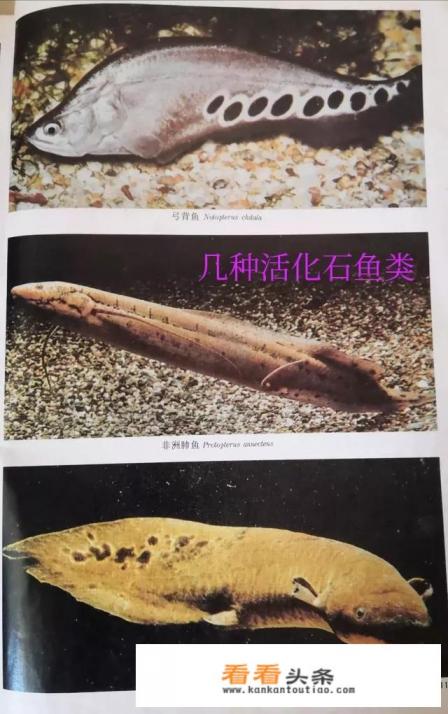 黑龙江渔民捕获200多斤鲟鳇鱼，曾与恐龙共存，为何能活这么久