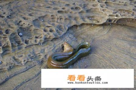 钓鳗鱼的做法