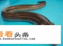 钓鳗鱼的做法
