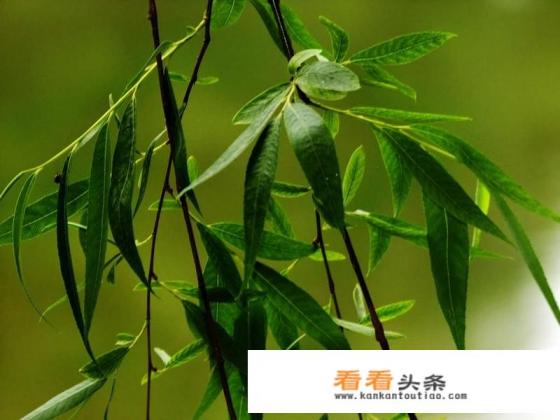 我用泡了两天的柳树枝水浇铁树合适吗