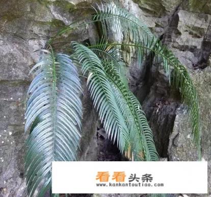 我用泡了两天的柳树枝水浇铁树合适吗
