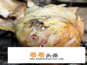 这个世界上有没有真的“食人鱼”