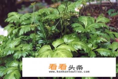 2021年种植什么中药材前景好