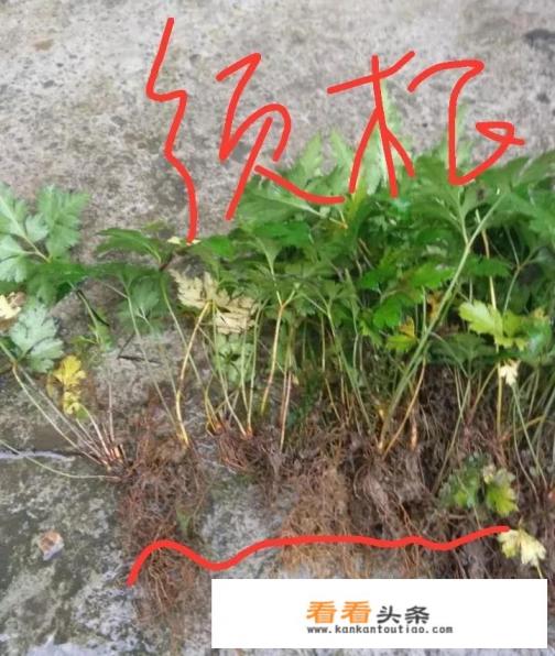 2021年种植什么中药材前景好