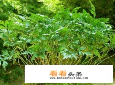 2021年种植什么中药材前景好
