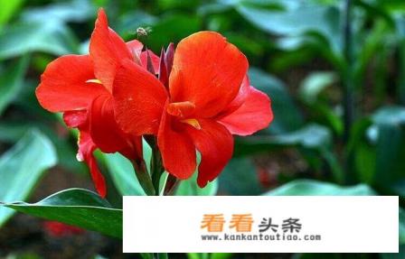 大花美人蕉，花大色艳，盆栽要如何管理呢