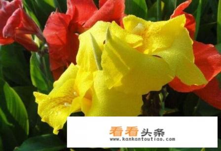 大花美人蕉，花大色艳，盆栽要如何管理呢