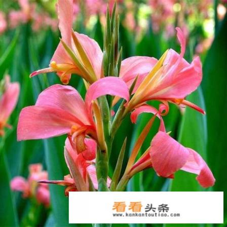 大花美人蕉，花大色艳，盆栽要如何管理呢