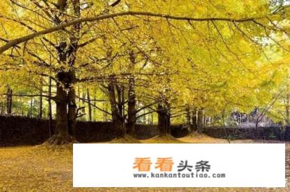 冬季到云南旅游不能错过的景点都有哪些