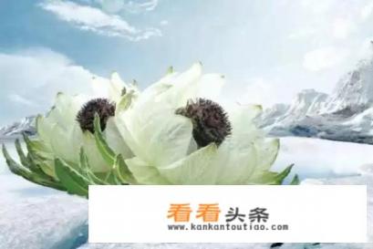 黄色天山雪莲什么样