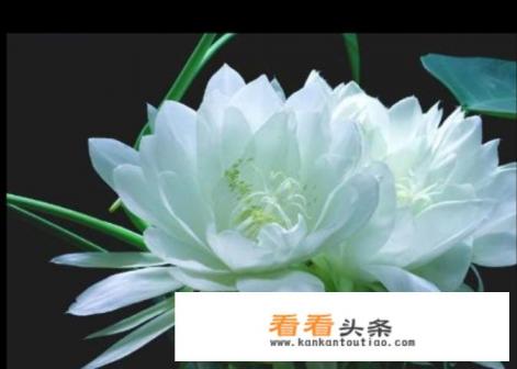 黄色天山雪莲什么样