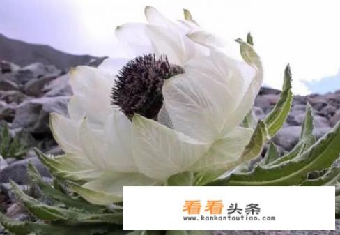 黄色天山雪莲什么样