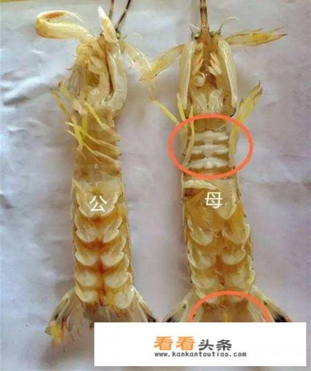烟台的哪种海鲜好吃