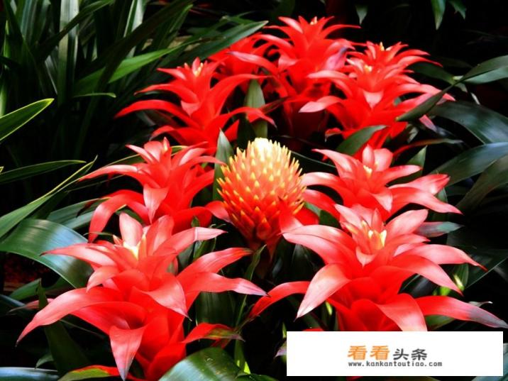 把照片做成视频,哪个软件最好用