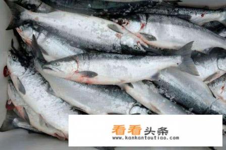 三文鱼该怎么做