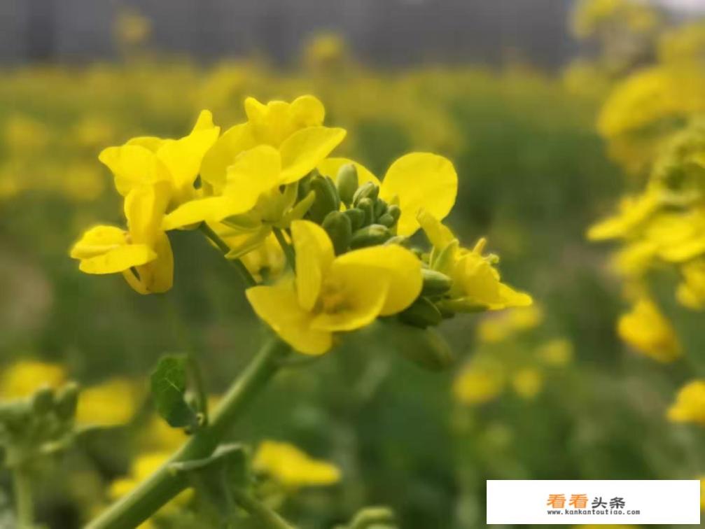 贵州有哪些适合摄影的景点 贵州有哪些适合摄影的景点