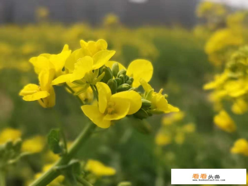 贵州有哪些适合摄影的景点 贵州有哪些适合摄影的景点