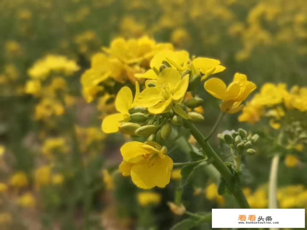 贵州有哪些适合摄影的景点 贵州有哪些适合摄影的景点