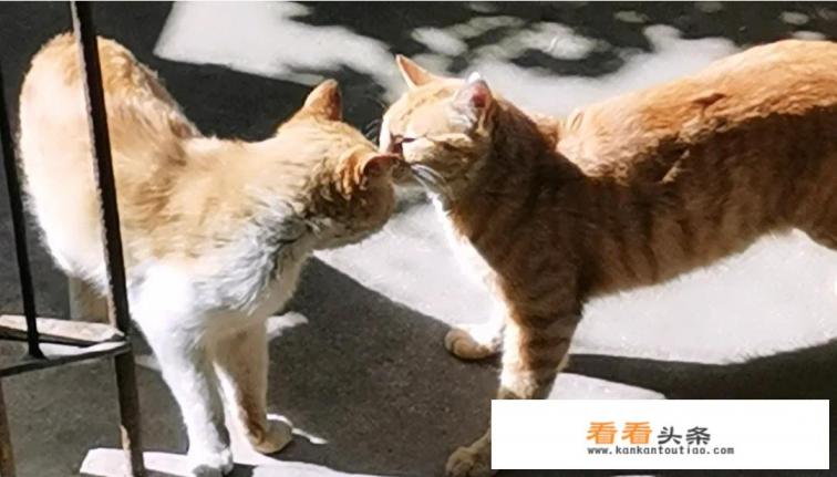你和流浪猫之间发生过什么有意思的事情吗 你和流浪猫之间发生过什么有意思的事情吗